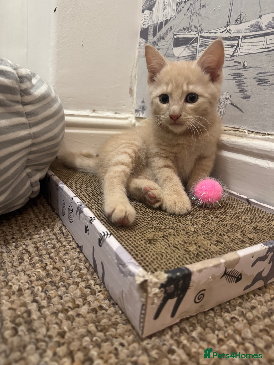 Domestic Shorthair cats for sale: 3 kittens(ginger,grey) ready to join their new hom - Image 7