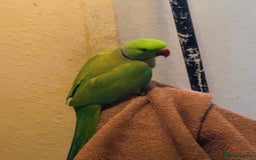 Budgerigars birds for sale: FOR SALE Beautiful Ringneck Breeder Pair £250 - Image 6
