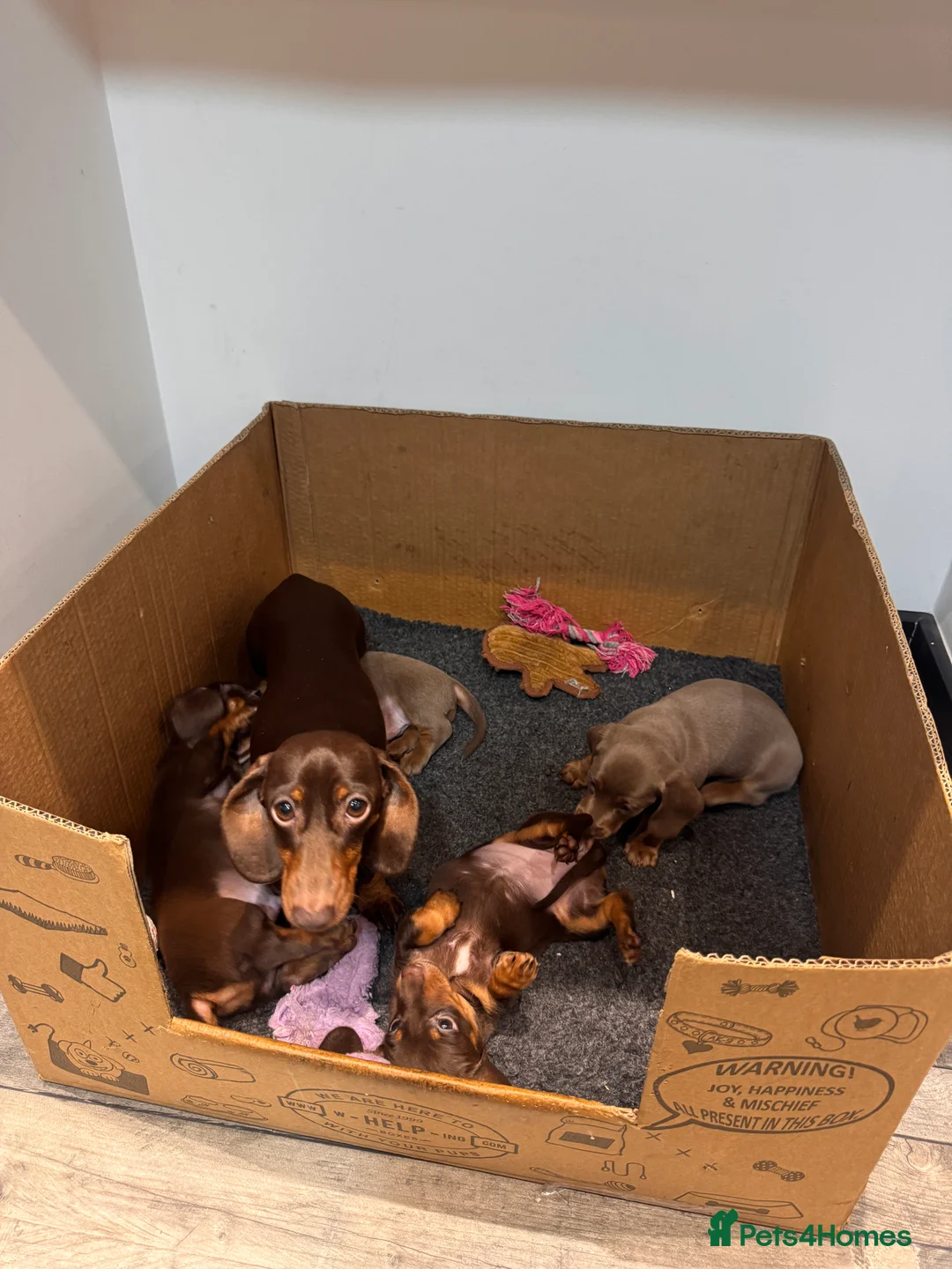 Miniature Dachshund dogs for sale: Miniature dachshund  - Advert 22