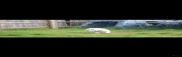 French Bulldog dogs for sale: X1 Platinum boy and x1 Black pied girl  - Advert 16