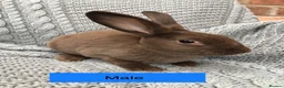 Rex rabbits for sale: Pure breed velvet mini and standard Rex rabbits - Advert 17