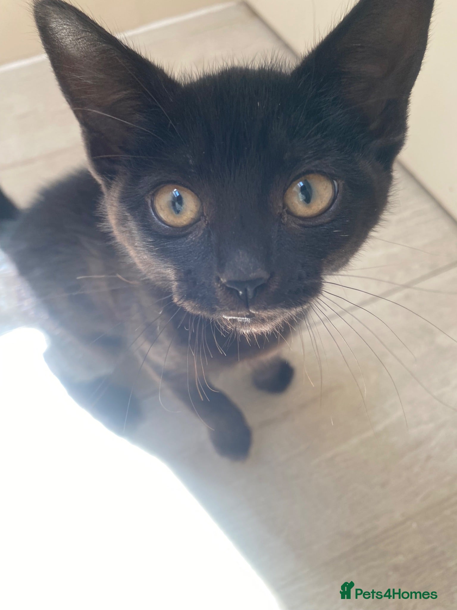 Mixed Breed cats 11 week old female kitten  - Advert 8