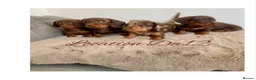 Miniature Dachshund dogs for sale: 4 True miniature dachshund boys  - Advert 10