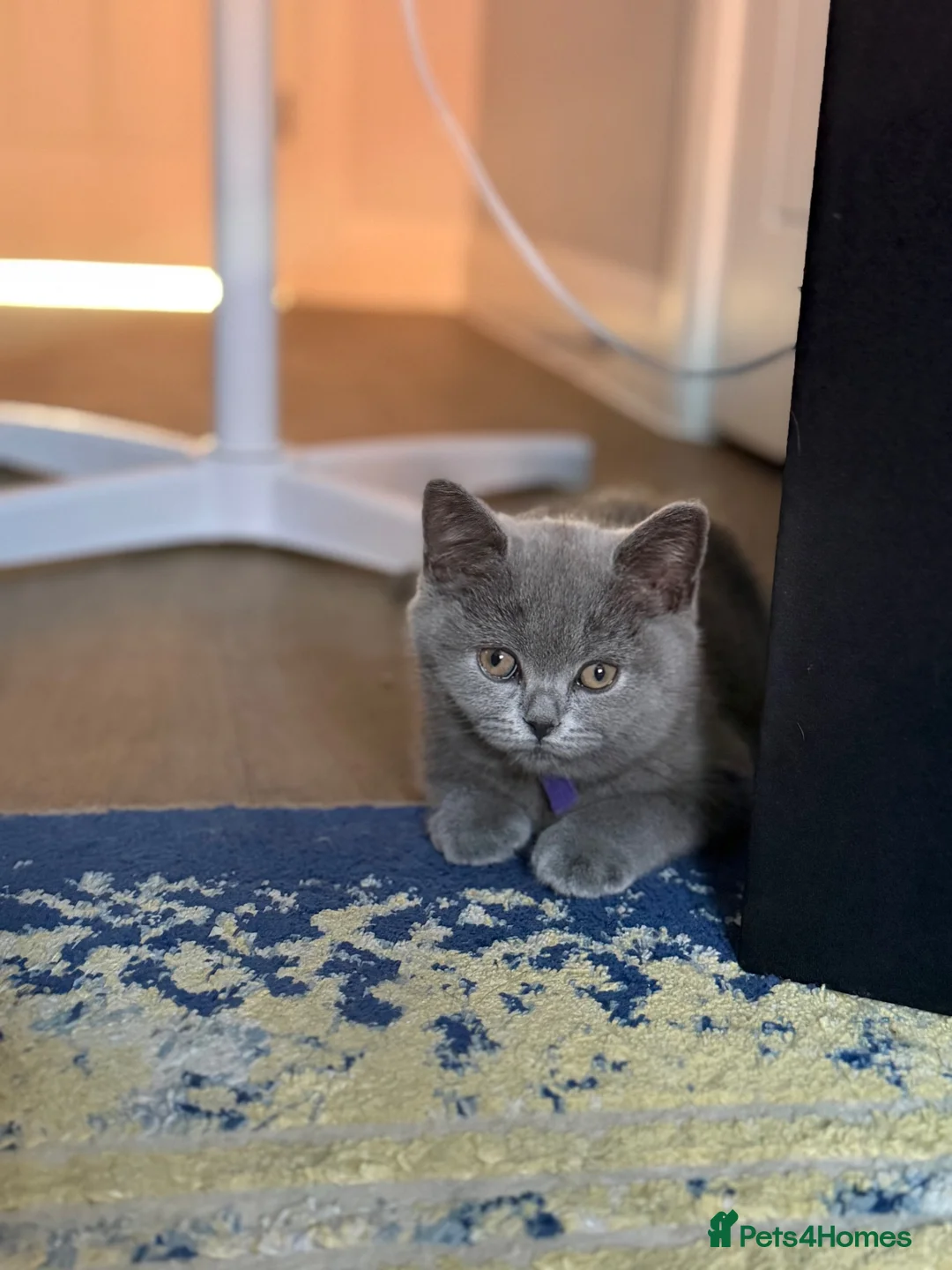 British Shorthair cats for sale: British shorthair kittens active  in Walsall - Advert 15