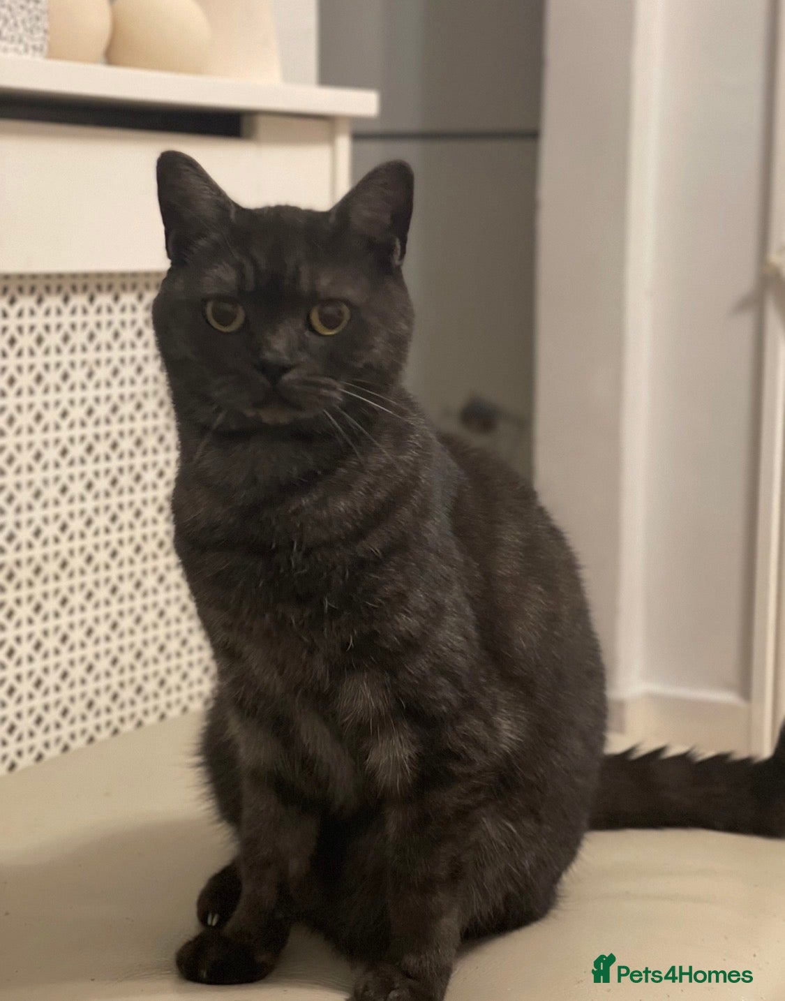 Mixed Breed cats Half British shorthair kittens  - Advert 10