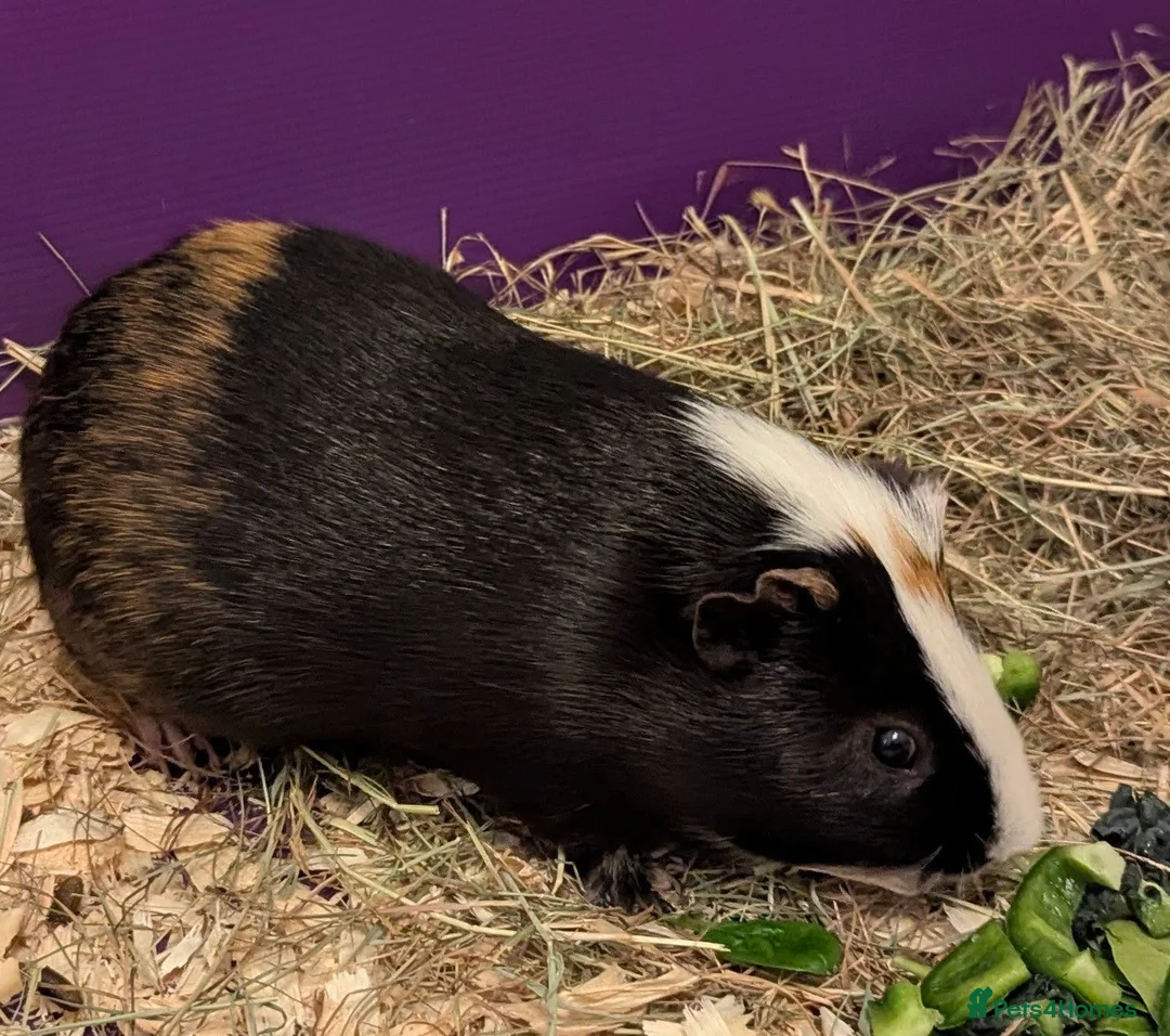 Guinea Pig rodents for sale: Two male guinea pigs looking for a new home - Advert 2