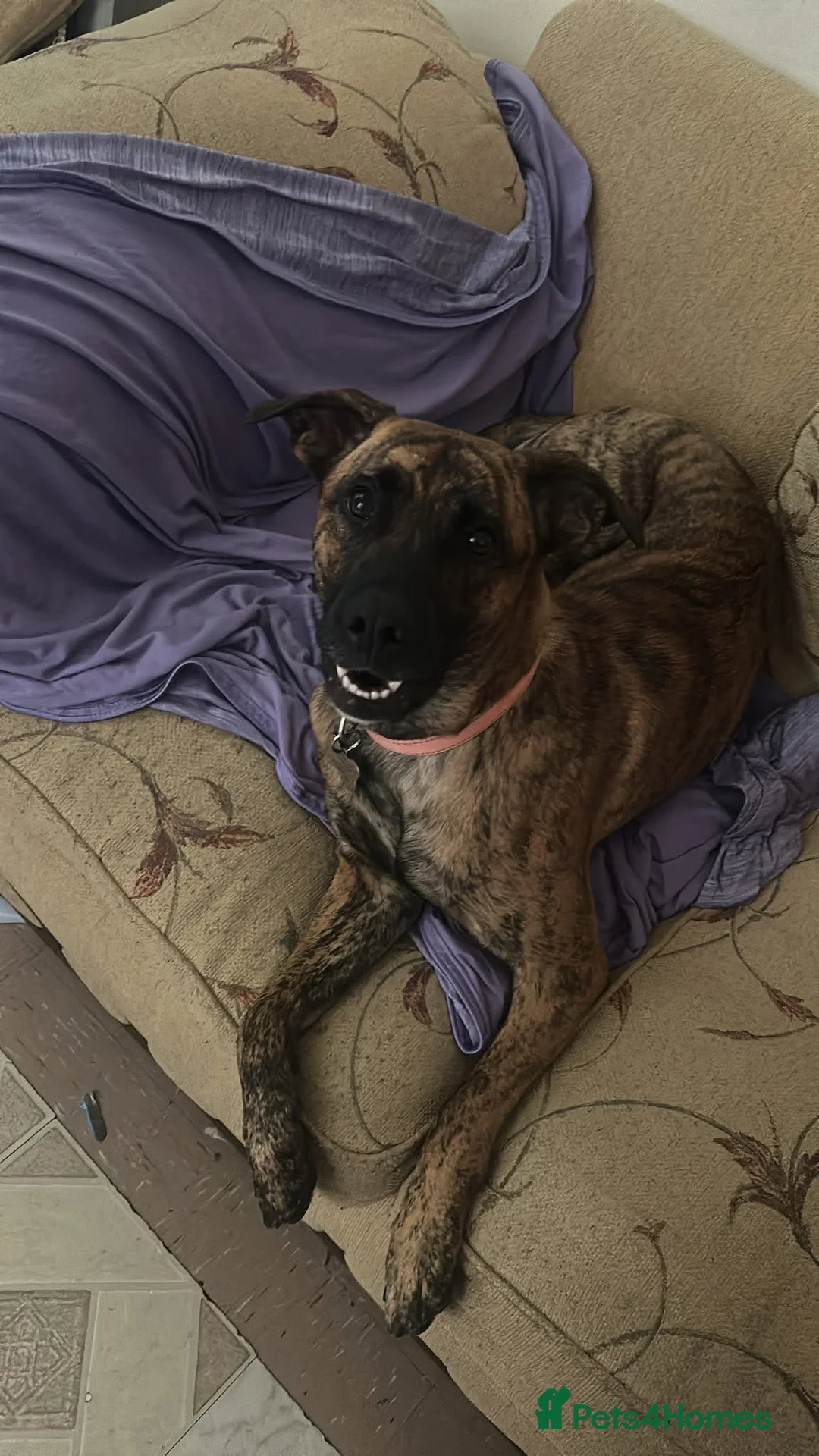 Mixed Breed dogs for sale: Sapphire is looking for her forever home in Frome - Advert 9