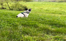 Mixed Breed dogs for sale: Energetic collie cross GSD needs a loving home - Advert 7