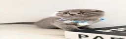 Scottish Fold cats for sale: Last Scottish lillac girl  - Advert 21