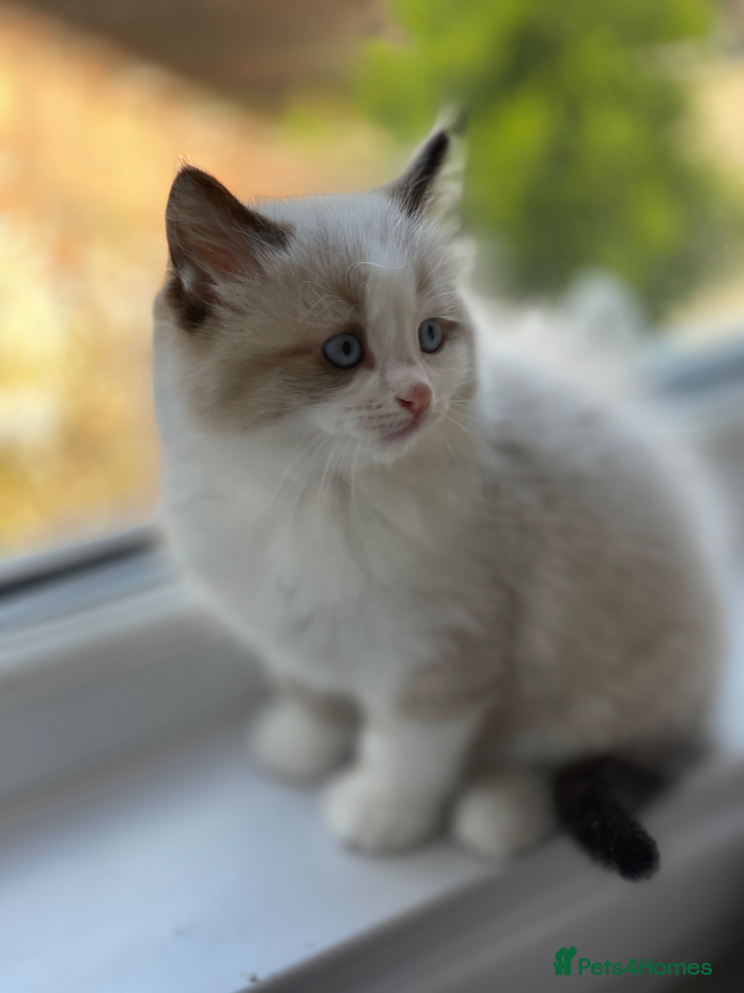 Ragdoll cats for sale: Stunning Blue-Eyed Ragdoll-Type Bicolour Kitten - Advert 4