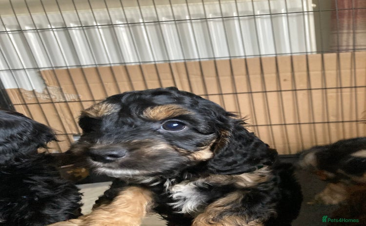 Cockapoo dogs ** Freds Ready Now ** Male Phantom Female Cockapoo - Advert 12