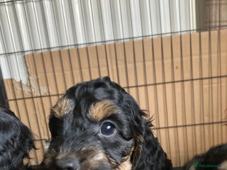 Cockapoo dogs ** Freds Ready Now ** Male Phantom Female Cockapoo - Advert 15