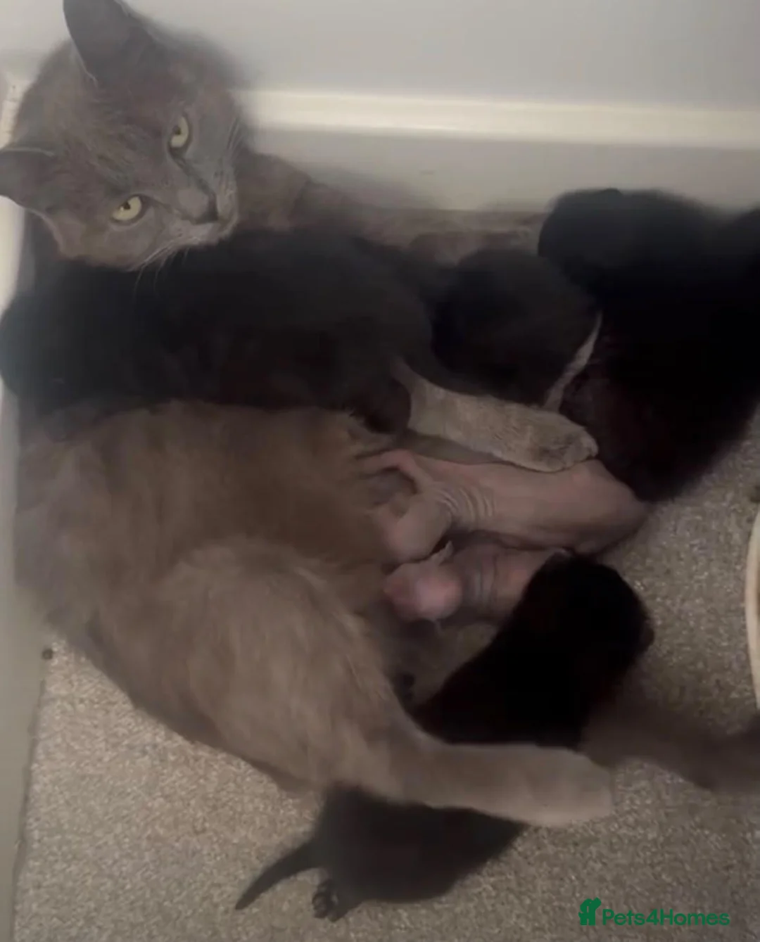 Mixed Breed cats for sale: Cat Kittens looking for forever homes  in Telford - Advert 2