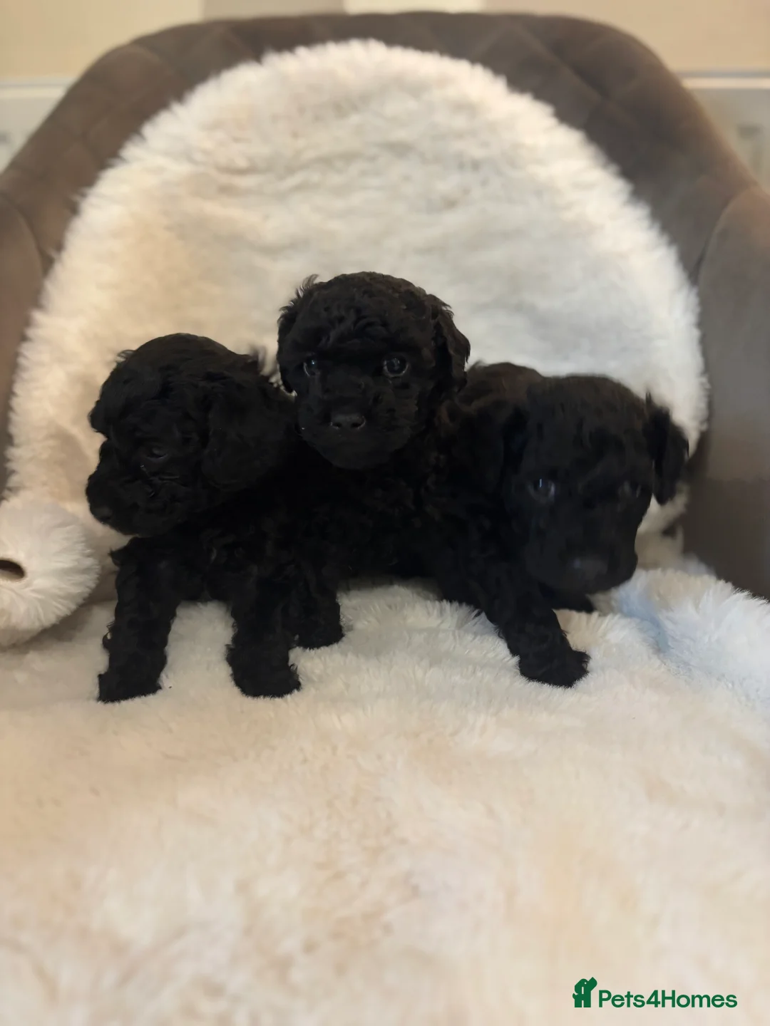 Cavapoo dogs for sale: F2 Cavapoo pups - Advert 2