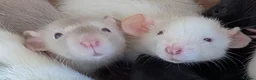 Rat rodents for sale: Beautiful baby Dumbo rats - Advert 1