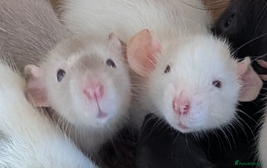 Rat rodents for sale: Beautiful baby Dumbo rats - Advert 1