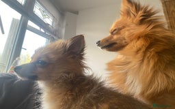 Pomeranian dogs for sale: Lovely dog for sale  - Image 8