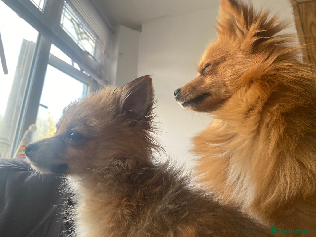 Pomeranian dogs for sale: Lovely dog for sale  - Image 8