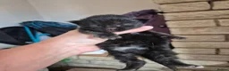 Mixed Breed cats for sale: 5 little kittens - Advert 16