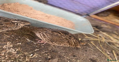 Quail poultry - Advert 7