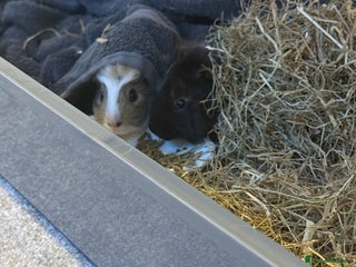 Guinea Pig rodents for sale: Pip and squeak in Southend-on-Sea - Advert 2