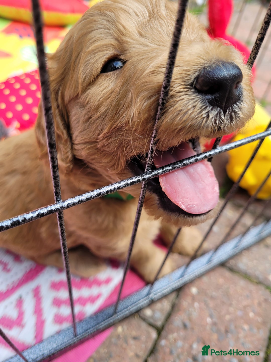 Goldendoodle dogs for sale: Goldendoodle puppies, beautiful boys and girls. - Image 6