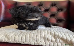 Maltipoo dogs for sale: Gorgeous tiny toy F1 Maltipoo puppies  - Image 18