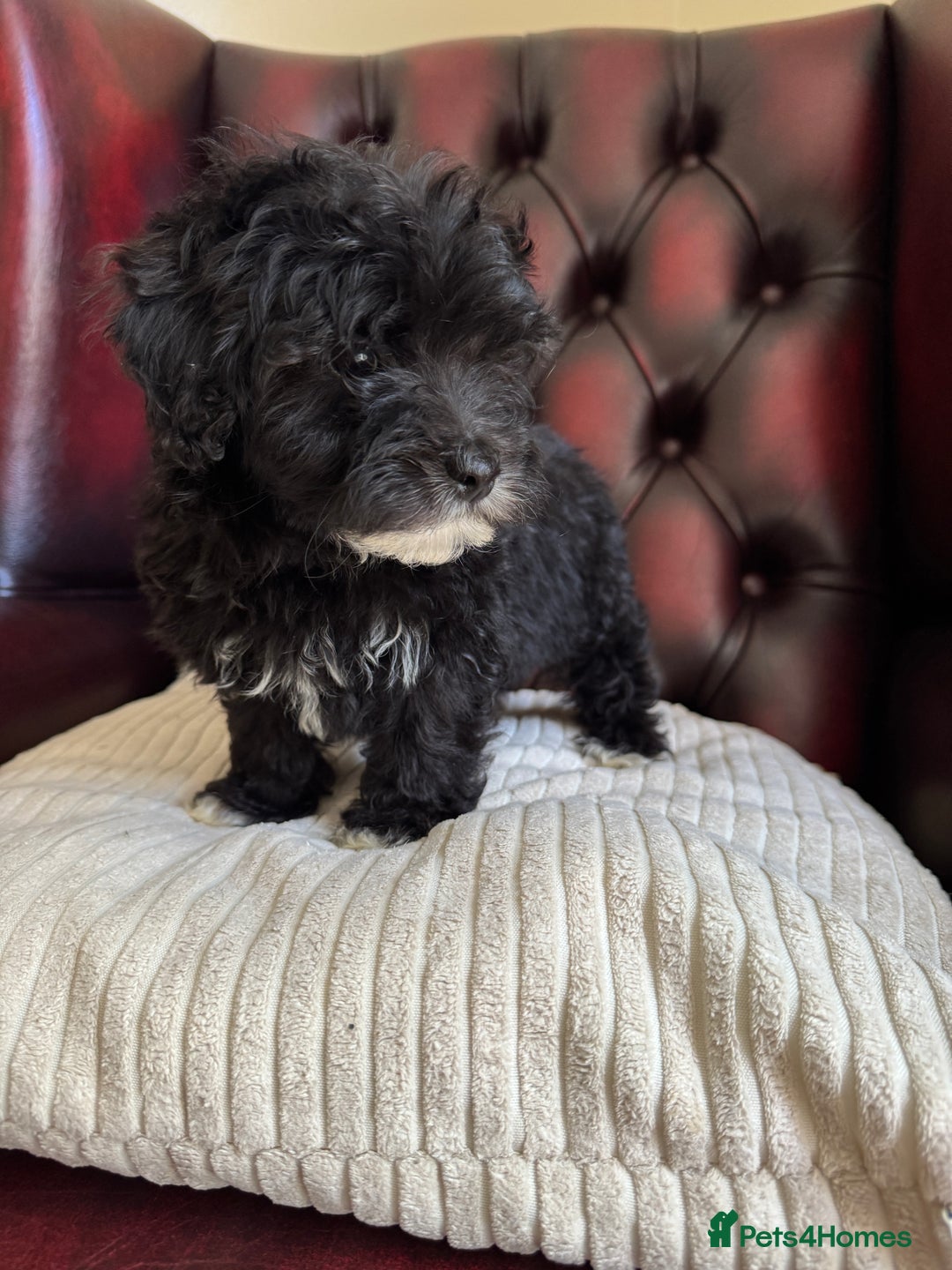 Maltipoo dogs for sale: Gorgeous tiny toy F1 Maltipoo puppies  - Image 18