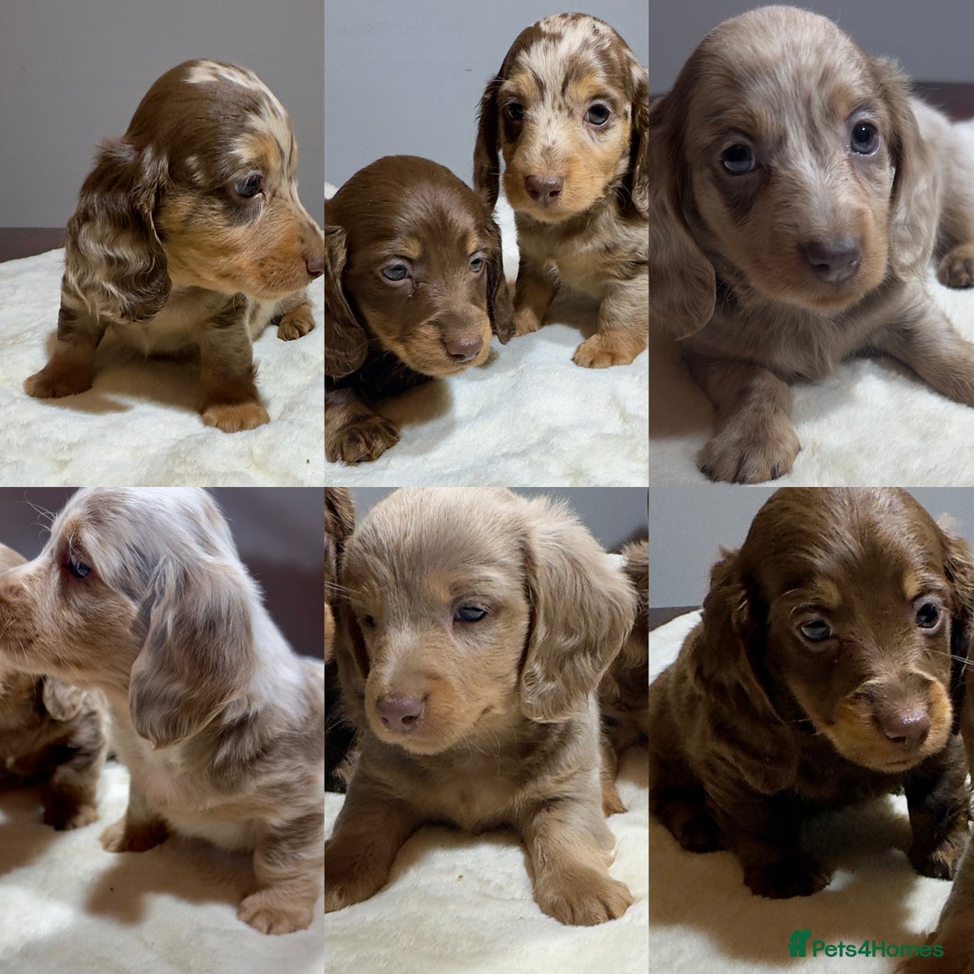 Miniature Dachshund dogs for sale: Dachshund miniature long hair - Advert 1