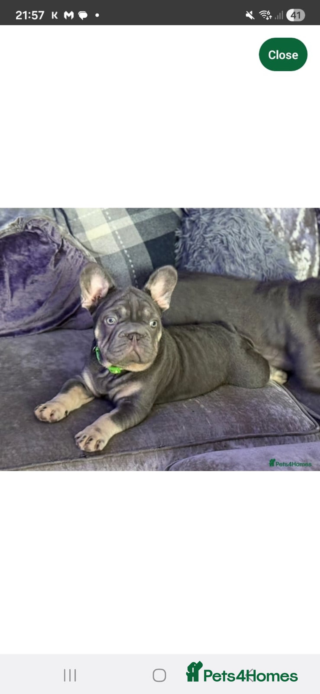 French Bulldog dogs for sale: Rocky french bulldog - Advert 1