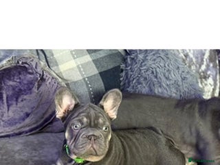 French Bulldog dogs Rocky french bulldog - Advert 1