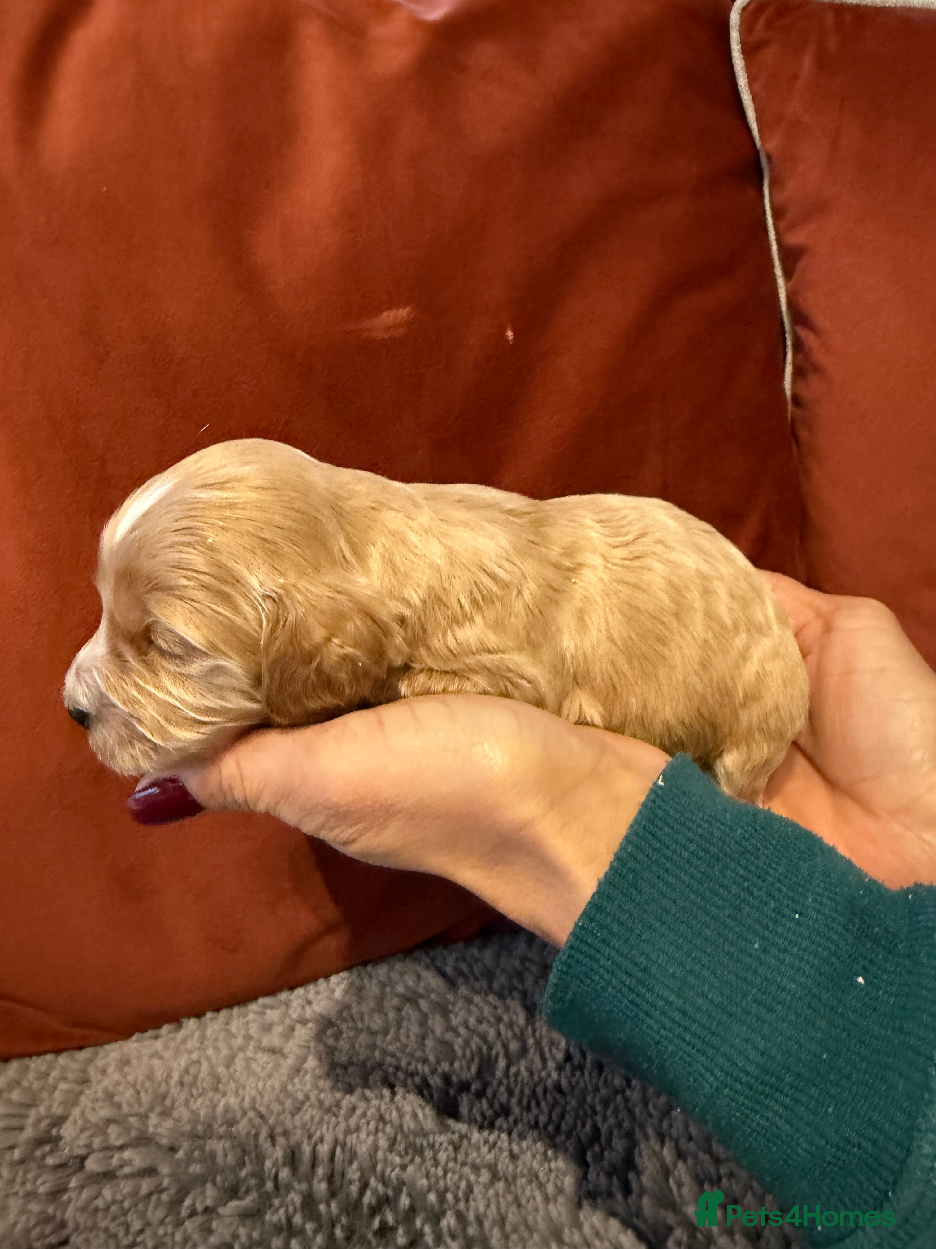 Cockapoo dogs F1 mini cockapoos health tested parents  - Advert 2