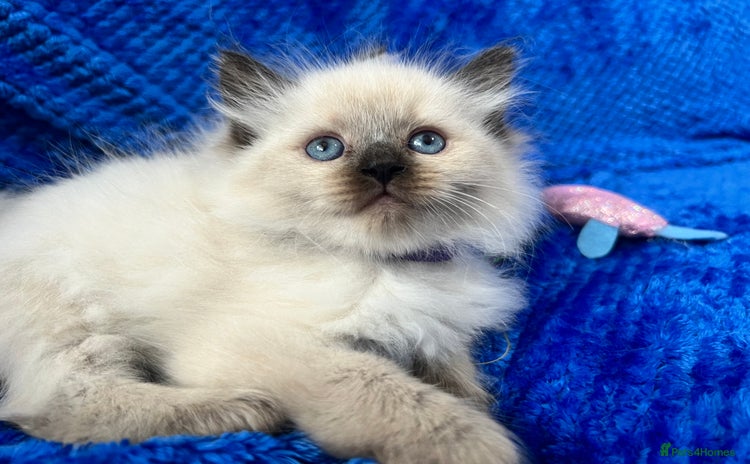 Siberian cats - Advert 2