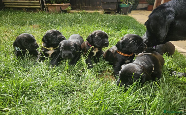 Mixed Breed dogs - Advert 1