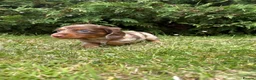 Miniature Dachshund dogs for sale: Short haired dachshunds  - Advert 6