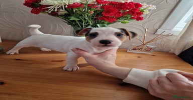 Jack Russell dogs - Advert 9