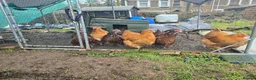 Chickens poultry for sale: 6 Orpingtons  - Advert 4