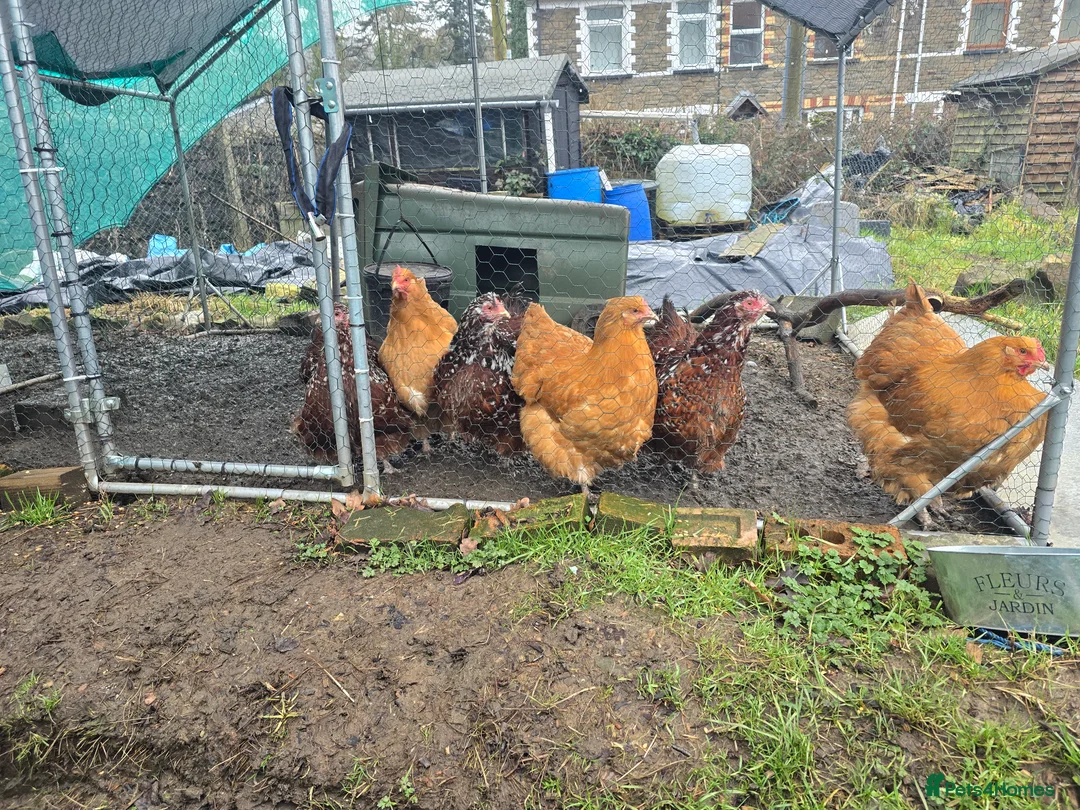 Chickens poultry for sale: 6 Orpingtons  - Advert 4