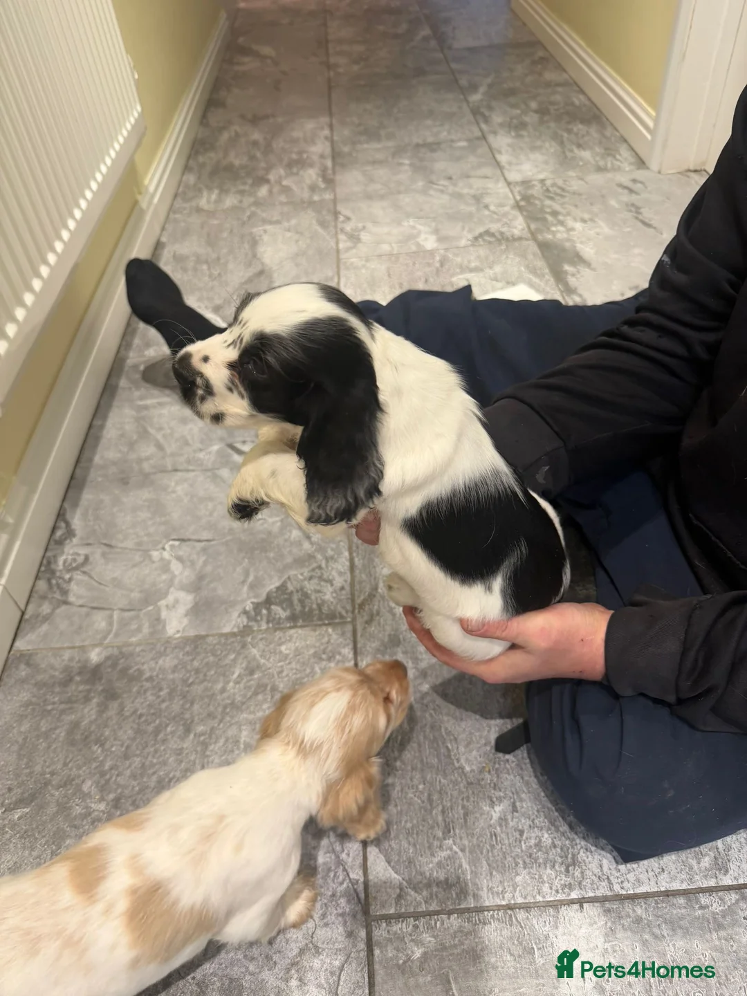 Cocker Spaniel dogs for sale: OUTSTANDING ADORABLE SHOW TYPE COCKER SPANIEL  - Advert 30