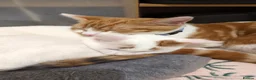 Domestic Shorthair cats for sale: Mother & Son Domestic Shorthair Cats  in Birmingham - Advert 11