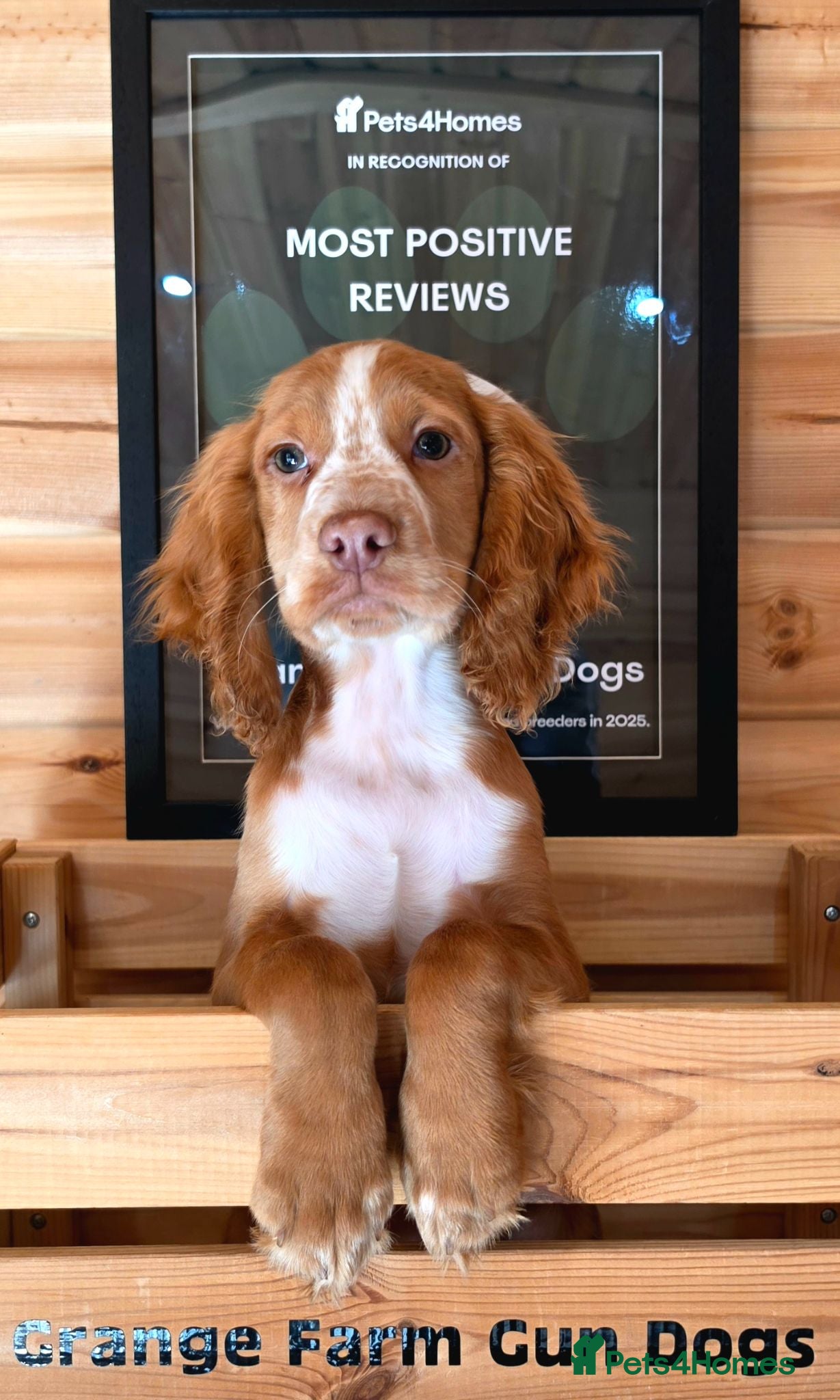 Cocker Spaniel dogs for sale: 1 RED&WHITE WORKING TYPE KC COCKER READY TO LEAVE  - Advert 3