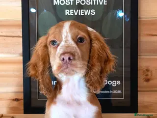 Cocker Spaniel dogs for sale: 1 RED&WHITE WORKING TYPE KC COCKER READY TO LEAVE - Advert 3