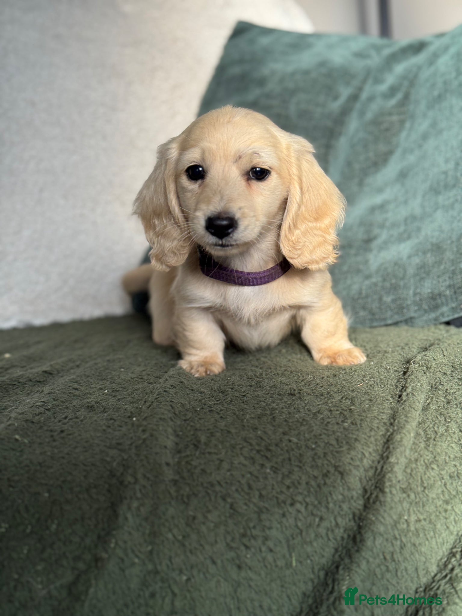 Miniature Dachshund dogs for sale: Cream long haired dachshund   - Advert 6