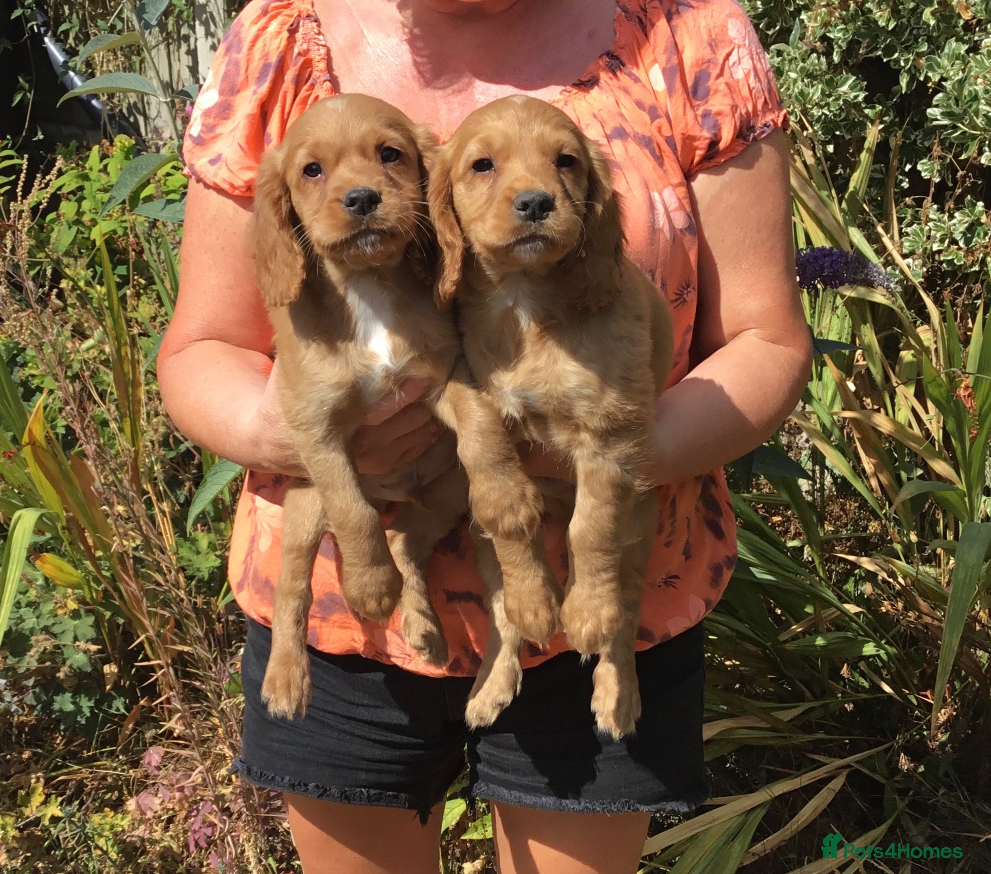 Cocker Spaniel dogs Working type cocker puppies  - Advert 17