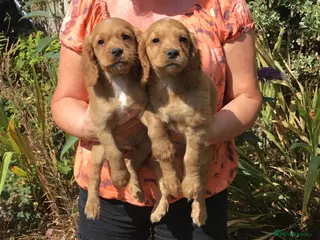 Cocker Spaniel dogs Working type cocker puppies - Advert 17