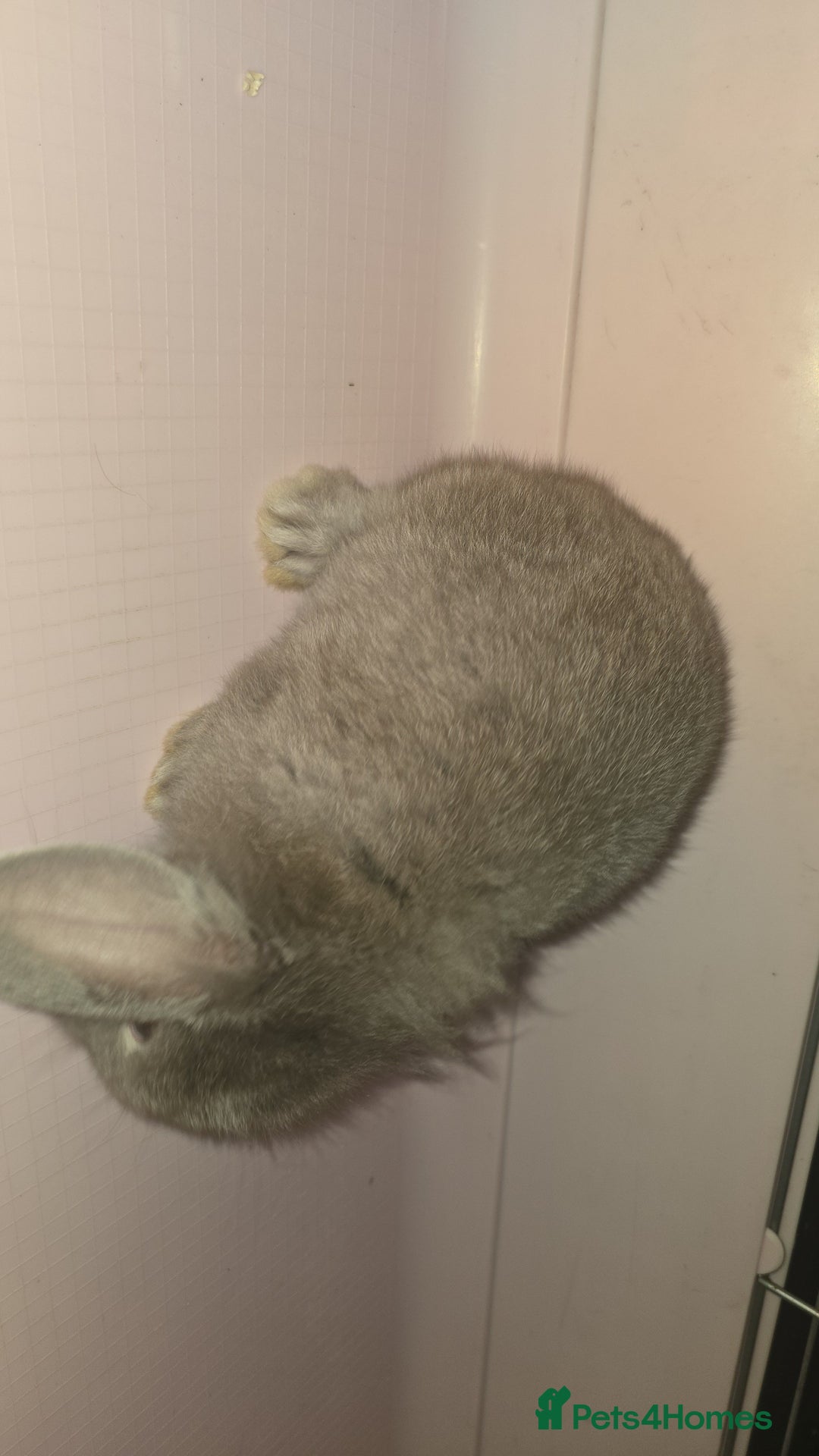 Mini Lion Lop rabbits for sale: Male mini lion lop - Image 2