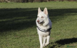 German Shepherd dogs for sale: White german sheperd  - Image 25