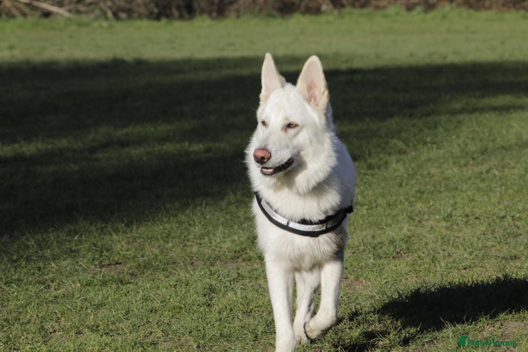 German Shepherd dogs for sale: White german sheperd  - Image 25