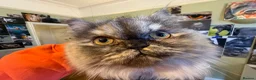 Persian cats for sale: Stunning Shadow looking for a home. (Indoor only) - Advert 5
