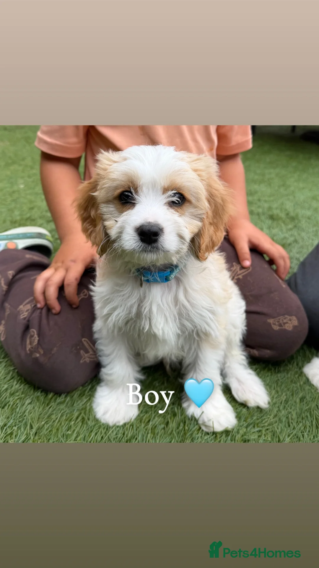 Cavachon dogs for sale: F1 CAVACHON PUPPIES!! - Advert 14
